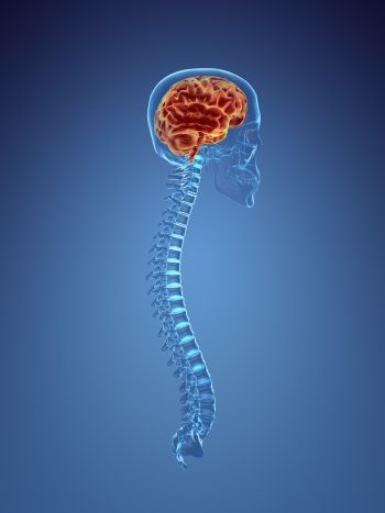 scan of brain and spinal cord