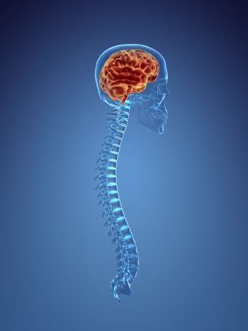 scan of brain and spinal cord